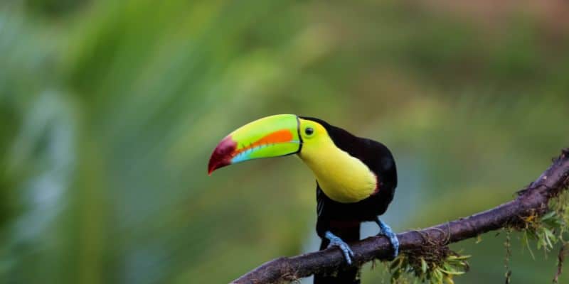 Toucan