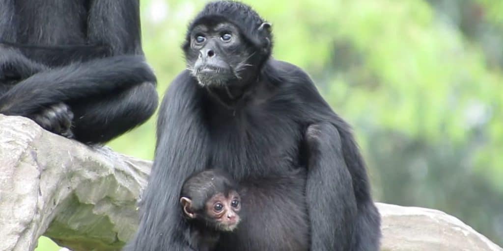 Are There Monkeys in Mexico? Yes! 6 Types to be Found The Nomad Hive