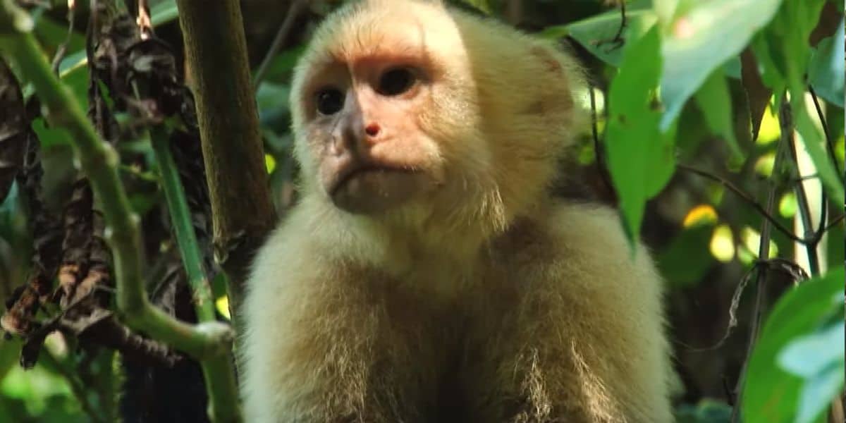 Are There Monkeys in Mexico? Yes! 6 Types to be Found The Nomad Hive