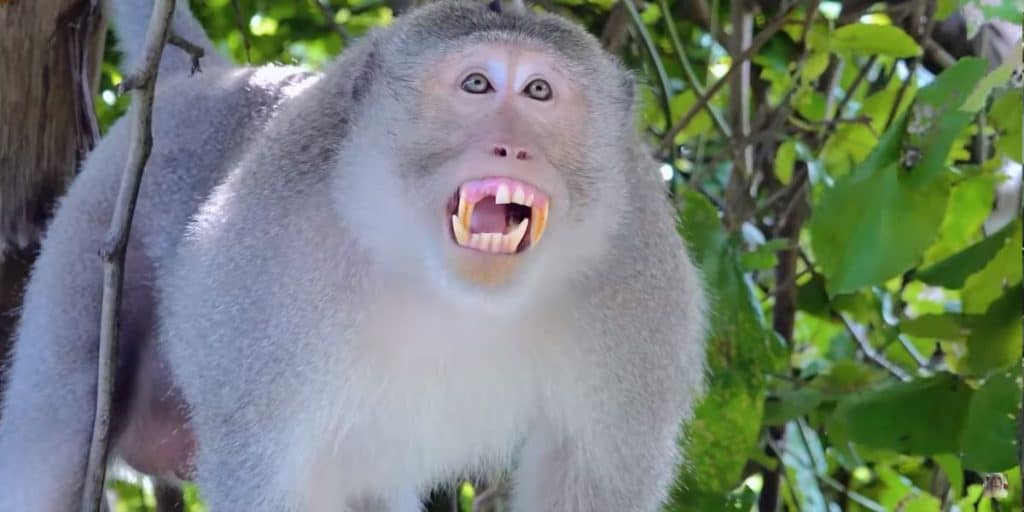 Are there monkeys in Mexico? Stump-tailed Macaques