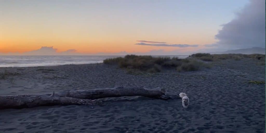 Gold Bluffs Beach Campground