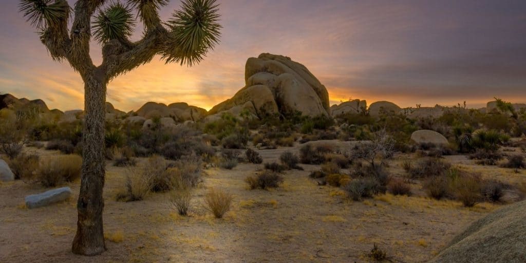 Free Camping in Joshua Tree National Park