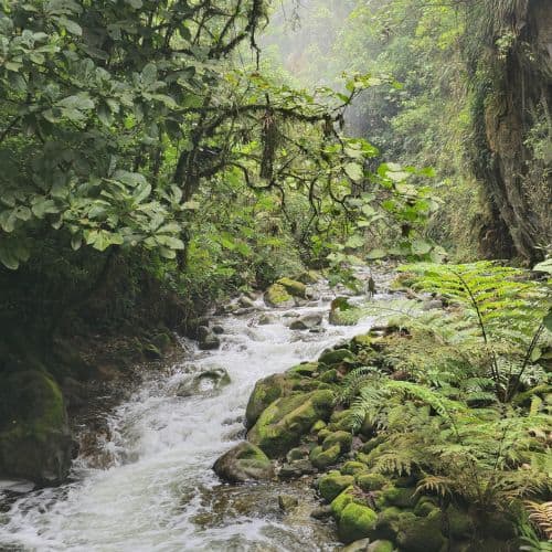 5 Things to do in Zarcero